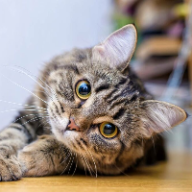 User profile picture